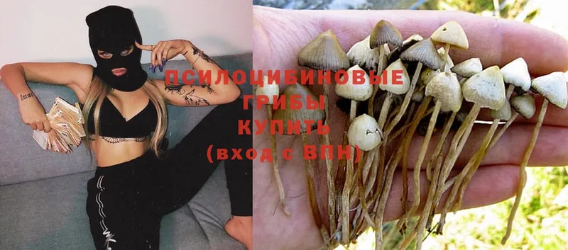 Псилоцибиновые грибы Psilocybine cubensis  наркотики  Алексеевка 