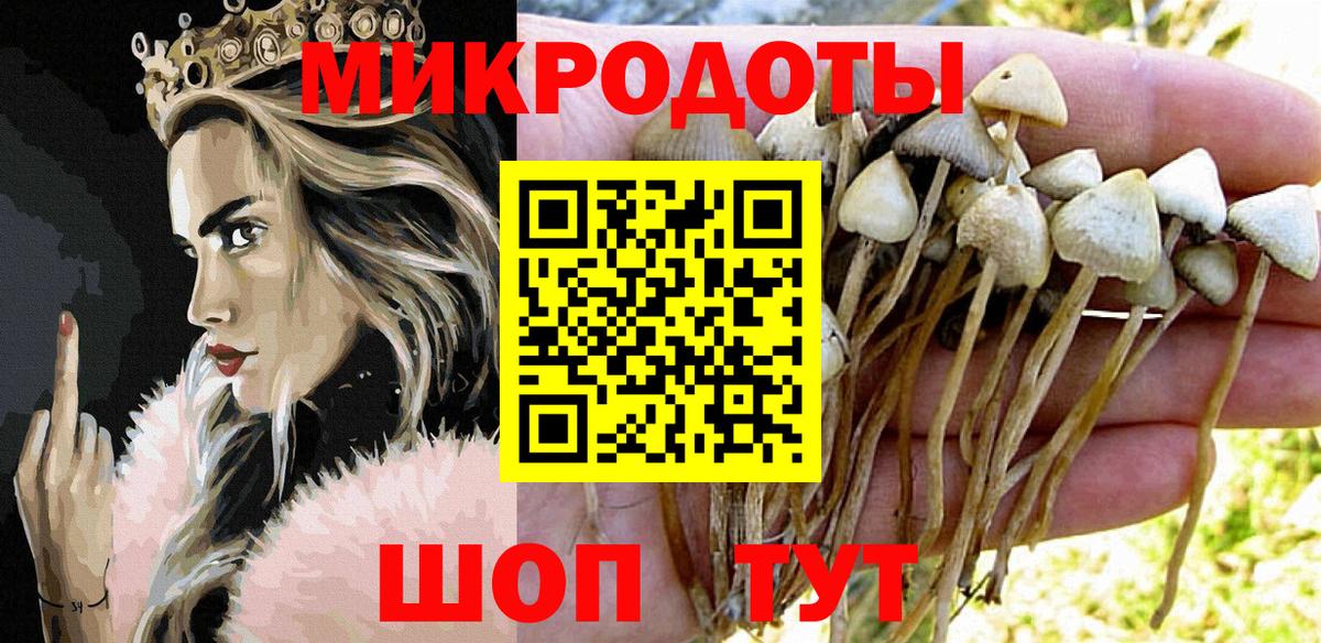 Галлюциногенные грибы Psilocybe Алексеевка
